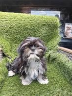 Te koop mooie speelse boomer pups, Dieren en Toebehoren, Honden | Chihuahua's en Gezelschapshonden, CDV (hondenziekte), 8 tot 15 weken
