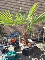 palmboom, Ophalen of Verzenden, Bloeit niet, Overige soorten, Volle zon