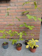 Rode framboos frambozen plant stekjes, Tuin en Terras, Ophalen, 100 tot 250 cm, Overige soorten, Zomer