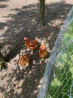 Jonge legkippen, Dieren en Toebehoren, Vrouwelijk, Kip