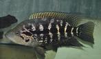 Midden Amerikaanse Cichliden: Parachromis cf. multifasciatus, Zoetwatervis, Vis