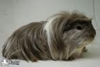 Choco zilvervos witte california choco coronet cavia, Dieren en Toebehoren, Cavia, Mannelijk, Tam, September