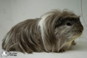 Choco zilvervos witte california choco coronet cavia beschikbaar voor biedingen
