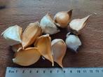 Olifantenknoflook Tenen - Kleine Sortering, Ophalen of Verzenden, Najaar, Volle zon, Knol
