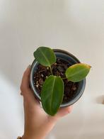 Anthurium Pallidiflorum X Crystallinum, Huis en Inrichting, Kamerplanten, Ophalen, Overige soorten, Minder dan 100 cm