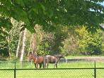 Mooie plek in Weert, Dieren en Toebehoren, Stalling en Weidegang, Weidegang, 2 of 3 paarden of pony's