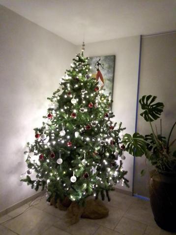 Kerstboom groot beschikbaar voor biedingen