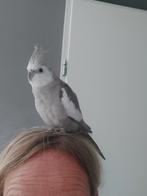 VERMIST: Valparkiet kwijt vrouwtje 14 jaar omgeving Utrecht, Ophalen, Vogels