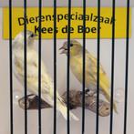 Tsjechisch gele sijzen, Dieren en Toebehoren, Meerdere dieren, Geringd