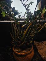 Grote Zamioculcas kamerplant zoekt nieuw thuis, Huis en Inrichting, Kamerplanten, Ophalen