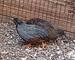 Koppel chinese dwerg kwartels., Meerdere dieren, Overige soorten