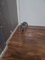 Katten, Dieren en Toebehoren, Katten en Kittens | Raskatten | Korthaar