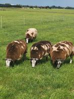 Bonte dekrammen rammen, Dieren en Toebehoren, Schapen, Geiten en Varkens, Mannelijk, Schaap