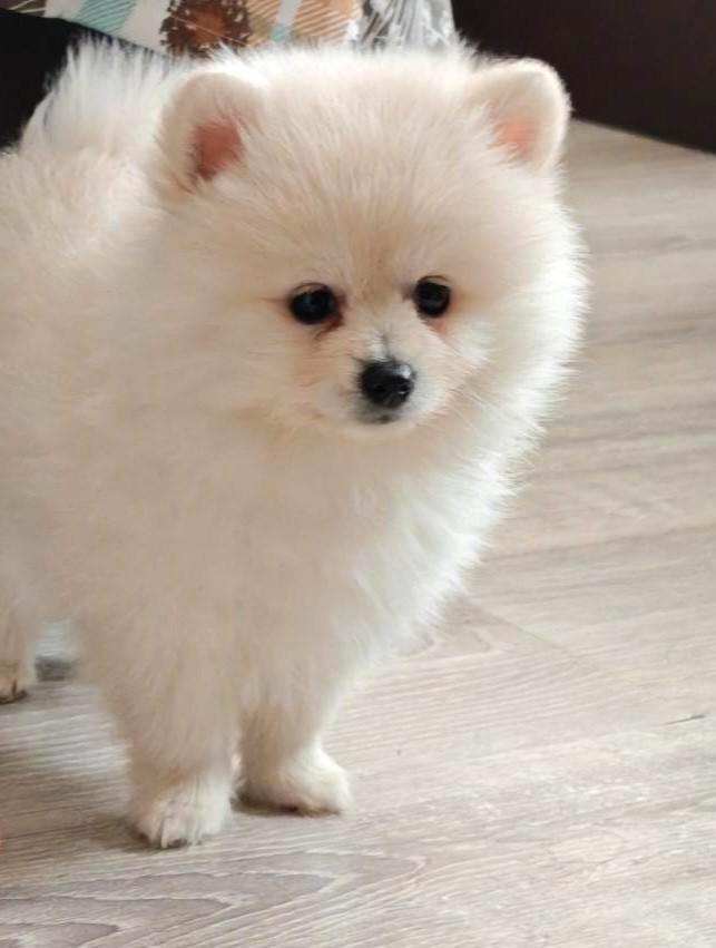 Pomeriaan pups pomeriaan, Dieren en Toebehoren, Honden | Chihuahua's en Gezelschapshonden, Teef, Overige rassen, Particulier, Eén hond