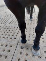 Mudmodder paddock platen 27,50 per m2, Januari, Geslacht onbekend