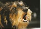 kaart ruwharige Teckel (kop), Ophalen of Verzenden, 1980 tot heden, Ongelopen, Hond of Kat