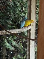 Halsbanden . Mannetje en pop, Meerdere dieren