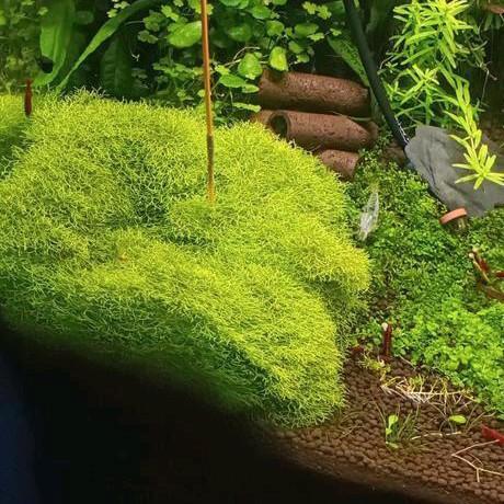 Riccia Fluitans vorkjesmos, Dieren en Toebehoren, Vissen | Aquaria en Toebehoren, Nieuw, Plant(en), Steen of Hout, Ophalen of Verzenden