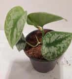 Scindapsus pictus treubii, Huis en Inrichting, Kamerplanten, Ophalen of Verzenden, Overige soorten, Halfschaduw, Minder dan 100 cm