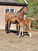 prachtig merrieveulen van Corlou PS, Dieren en Toebehoren, Paarden, Merrie, Springpaard, 0 tot 2 jaar