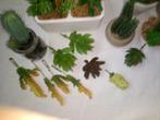 Kunst vetplantjes / cactus / ook los te koop, Ophalen of Verzenden, Zo goed als nieuw, Binnen