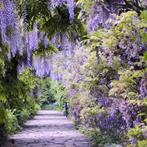 Wisteria - Chinese Blauwe Regen g80785, Tuin en Terras, Planten | Tuinplanten, Ophalen of Verzenden