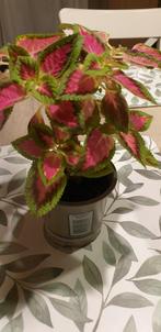 Kleine siernetel kamerplant, Huis en Inrichting, Kamerplanten, Ophalen, Overige soorten, Halfschaduw, Minder dan 100 cm