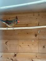 Rode kardinaal pop, Dieren en Toebehoren, Vogels | Overige Vogels