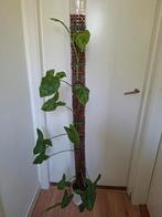 Syngonium motteld op klimpaal inclusief pot ongeveer 150 cm, Ophalen of Verzenden, Overige soorten