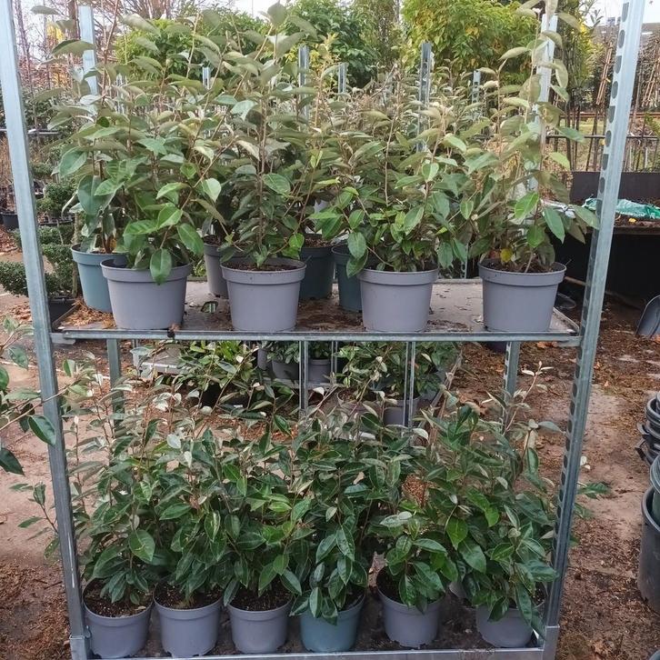 Elaeagnus ebbingei (opgaande wintergroene heester), Tuin en Terras, Planten | Struiken en Hagen, Ophalen