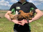 Jonge tamme Sabelpoot kriel kip gesekst + ingeënt, Dieren en Toebehoren, Pluimvee, Vrouwelijk, Kip