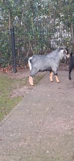 Bok, Mannelijk, Geit