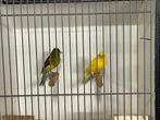 Te koop Raza dwerg kanaries, Meerdere dieren, Postuurkanarie