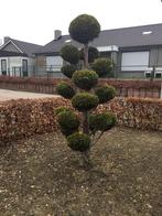 Bonsai Conifeer - Sierlijke Tuinblikvanger, Tuin en Terras, Bloeit niet, Overige soorten, 100 tot 250 cm, Ophalen