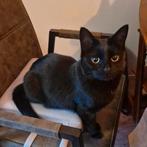 Goud mandje gezocht voor allerliefste poes, Poes, Kortharig, 3 tot 5 jaar