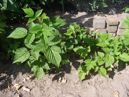 Jonge frambozen plantjes / stekken; in volle grond, Tuin en Terras, Planten | Tuinplanten, Vaste plant, Fruitplanten, Volle zon