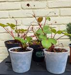Aardbeien plantjes, Tuin en Terras, Planten | Tuinplanten, Ophalen, Volle zon, Vaste plant, Zomer