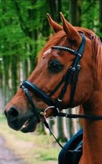 Hoofdstel Epony, Dieren en Toebehoren, Ophalen, Gebruikt