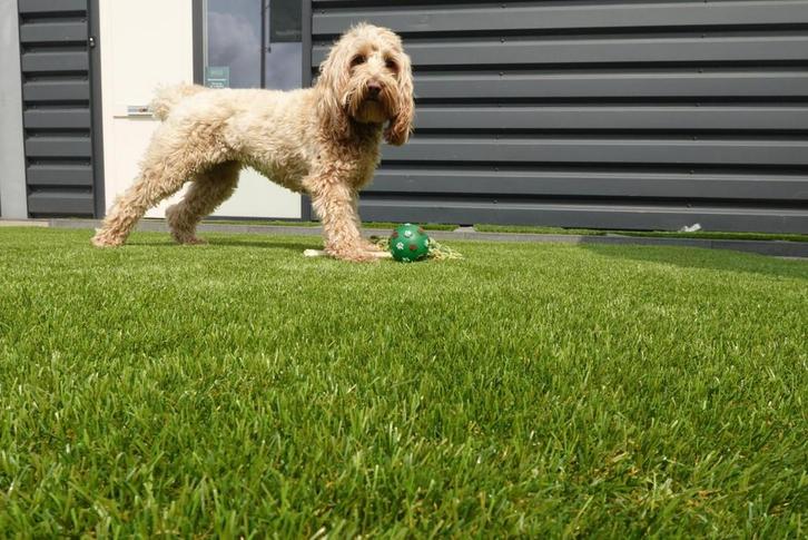 Kunstgras Duiven # 7 dagen per week open op sfspraak, Tuin en Terras, Gras en Kunstgras, Nieuw, Kunstgras, 20 m² of meer, Ophalen