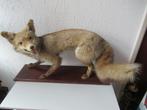 Taxidermie  opgezette  vos, Verzamelen, Dierenverzamelingen, Ophalen of Verzenden, Wild dier, Opgezet dier