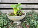 Betonnen bloembak, Tuin en Terras, Bloembakken en Plantenbakken, Ophalen, Gebruikt, Minder dan 30 cm, Minder dan 60 cm
