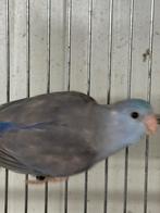 Koppels Forpussen dwergpapegaai, Dieren en Toebehoren, Meerdere dieren, Geringd