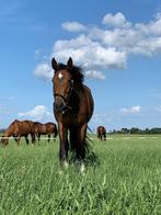 Rusthuis/pensioenstal plek v. 2 ruinen!!, Dieren en Toebehoren, Stalling en Weidegang, Weidegang, 2 of 3 paarden of pony's