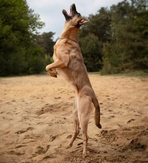 Mechelse herder, Dieren en Toebehoren, Honden | Herdershonden en Veedrijvers, Reu, Herder, Particulier, Eén hond, Nederland, 3 tot 5 jaar