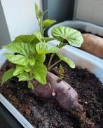 Zoete Aardappel Molokai biologisch - Stekken maar!, Tuin en Terras, Ophalen of Verzenden, Eenjarig, Volle zon