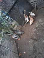 Loopeenden en kwakers, Dieren en Toebehoren, Meerdere dieren, Eend