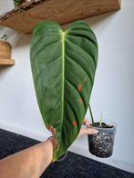 Philodendron Esmeraldense, Huis en Inrichting, Kamerplanten, Ophalen of Verzenden, Overige soorten, Minder dan 100 cm