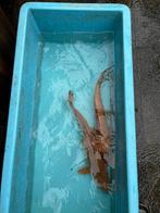 Chagoi 2x koikarper karper vis vissen vijver koi, Karper of Koi