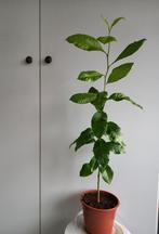 Citroenplant, Huis en Inrichting, Ophalen, Fruitplant, Halfschaduw, In pot
