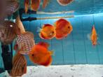 Albino Red Melon Discus, Symphysodon Discus, Vis, Zoetwatervis